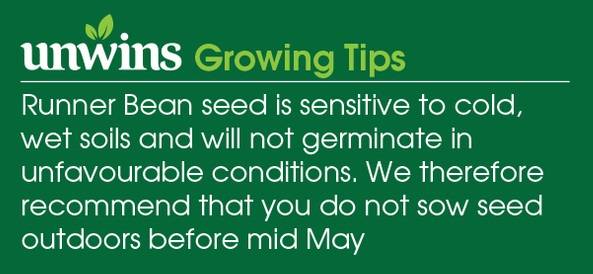 Runner Bean Relay Seeds Unwins Growing Tips